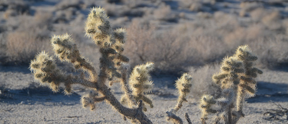cactus-near-death-valley